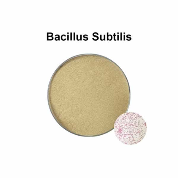Bacillus probiotiques : Bacillus subtilis est un micro-organisme bénéfique pour la santé intestinale