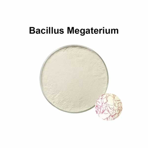Bacillus megaterium est un probiotique utilisé en santé animale et en agriculture.