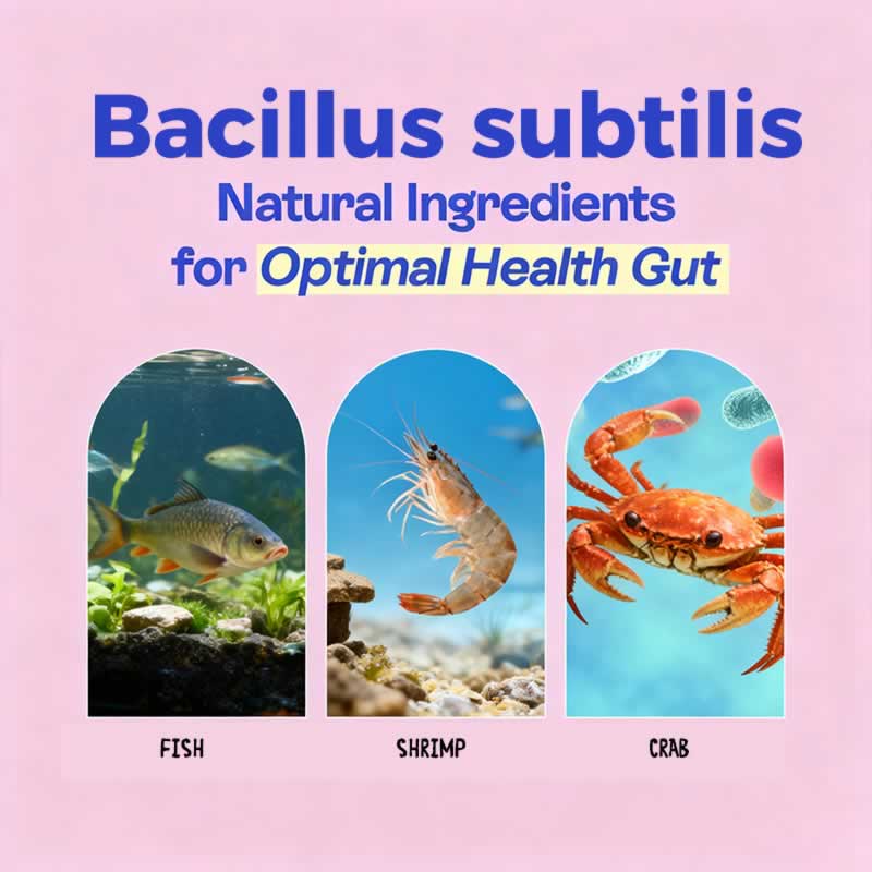 Applications et avantages de Bacillus subtilis en aquaculture
