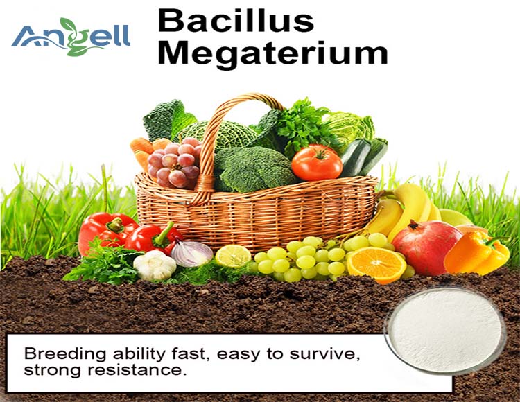 Bacillus mucilaginosus